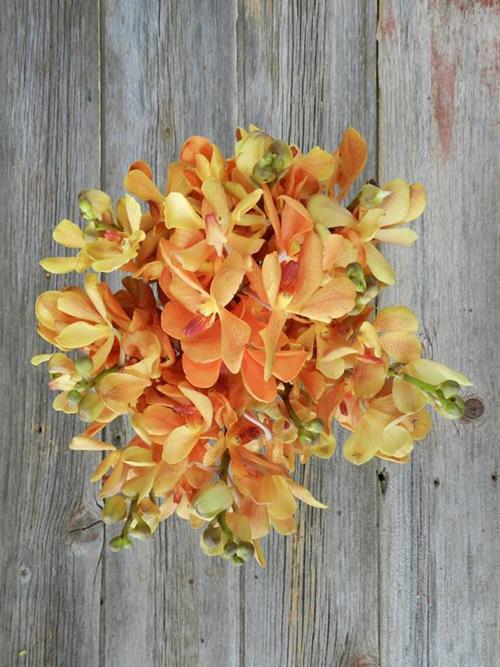 BUFFALO  ORANGE MOKARA ORCHID